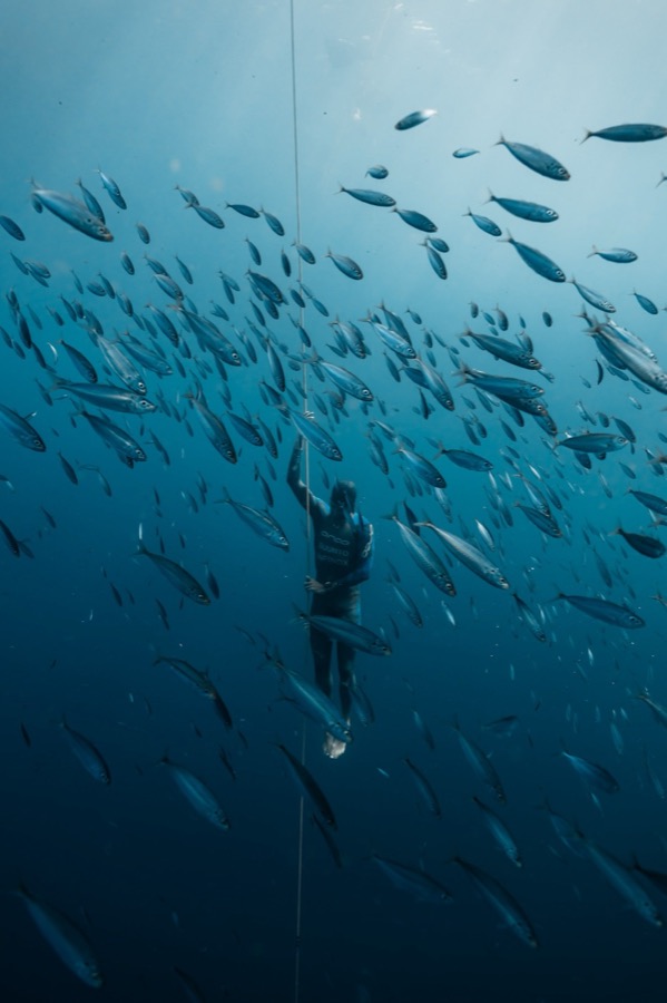 A freediver descending through a dense wall of silver baitfish