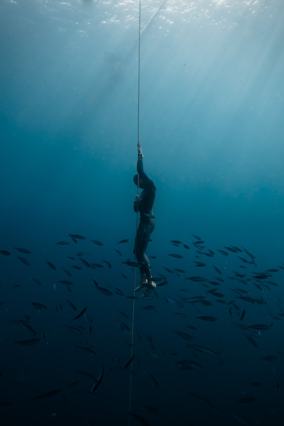 Freediver on the line above a school of fish