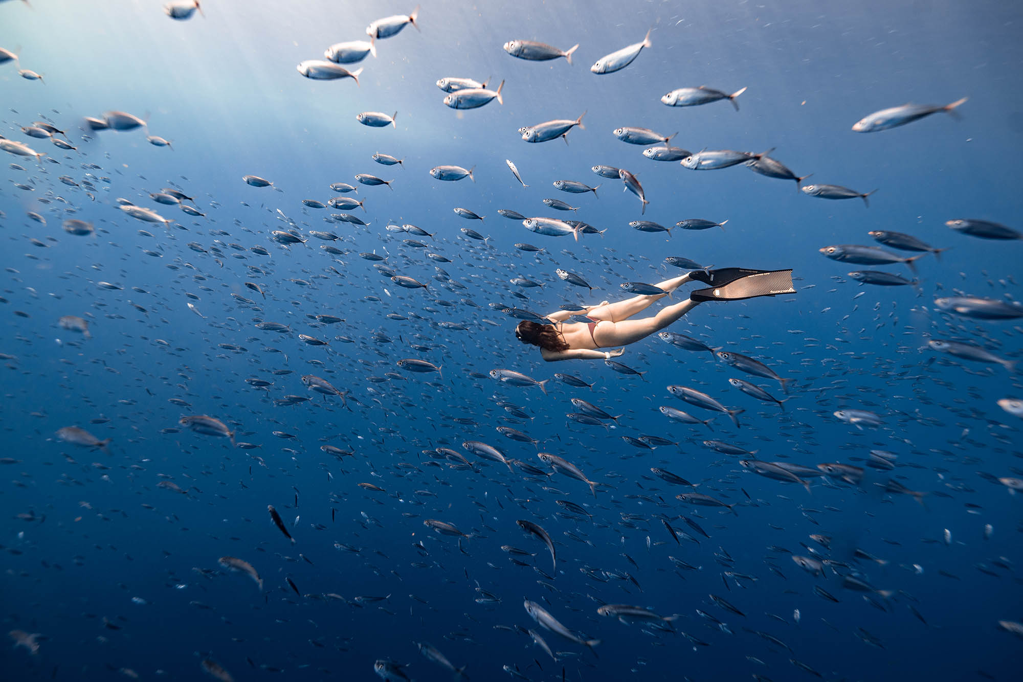 A freediver glides through a shimmering baitball, sunlight raining down through the deep blue