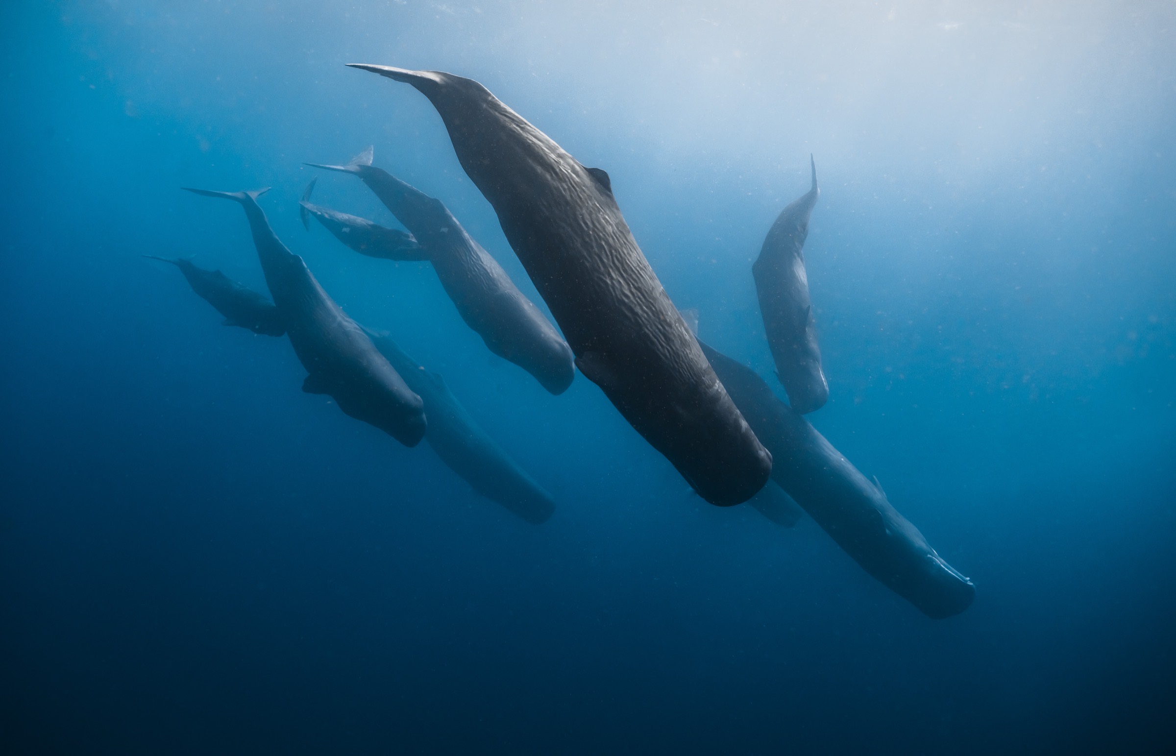 A pod of sperm whales descending through the deep blue off Dominica